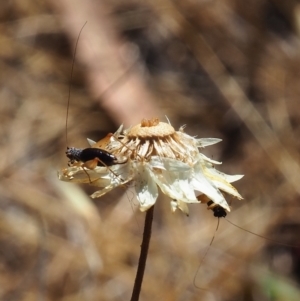 Trigonidium sp. (genus) at Griffith Woodland (GRW) - 19 Nov 2023