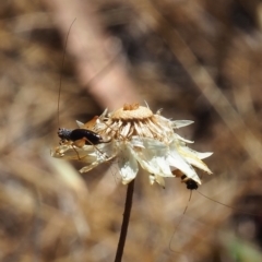 Trigonidium sp. (genus) (A Sword-tail Cricket) at Griffith, ACT - 18 Nov 2023 by JodieR