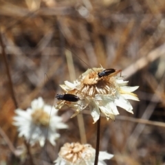 Trigonidium sp. (genus) at Griffith Woodland (GRW) - 19 Nov 2023