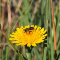 Lasioglossum (Chilalictus) lanarium (Halictid bee) at Griffith, ACT - 18 Nov 2023 by JodieR
