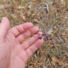 Arthropodium fimbriatum (Nodding Chocolate Lily) at Kaleen, ACT - 19 Nov 2023 by patrickharvey