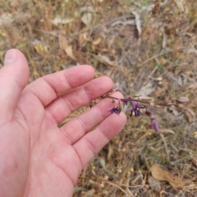 Arthropodium fimbriatum (Nodding Chocolate Lily) at Gungaderra Grasslands - 19 Nov 2023 by patrickharvey