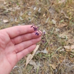 Arthropodium fimbriatum at Gungaderra Grasslands - 20 Nov 2023