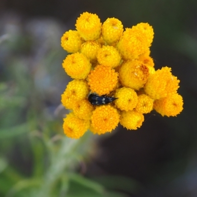 Mordella sp. (genus) (Pintail or tumbling flower beetle) at Griffith Woodland - 18 Nov 2023 by JodieR