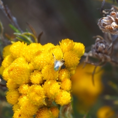 Trupanea (genus) (Fruit fly or seed fly) at Griffith Woodland - 18 Nov 2023 by JodieR