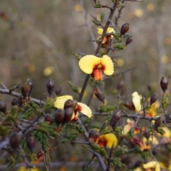 Dillwynia ramosissima (Bushy Parrot-pea) at Sassafras, NSW - 16 Aug 2023 by RobG1