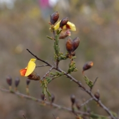 Dillwynia ramosissima at Morton National Park - 16 Aug 2023