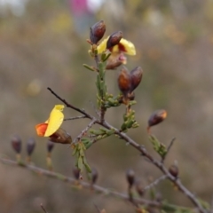 Dillwynia ramosissima at Morton National Park - 16 Aug 2023 10:53 AM