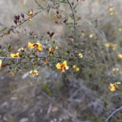Dillwynia ramosissima at Morton National Park - 16 Aug 2023 10:53 AM