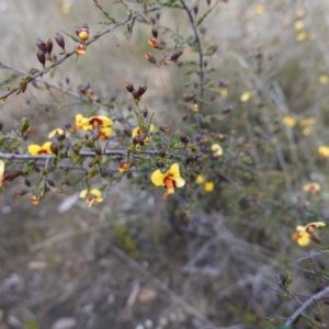 Dillwynia ramosissima at Morton National Park - 16 Aug 2023