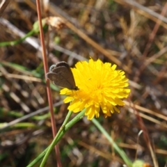 Zizina otis (Common Grass-Blue) at Griffith Woodland - 18 Nov 2023 by JodieR