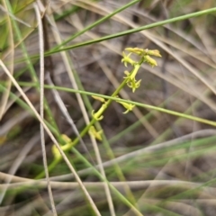 Stackhousia viminea (Slender Stackhousia) at QPRC LGA - 20 Nov 2023 by Csteele4