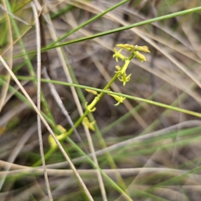 Stackhousia viminea (Slender Stackhousia) at QPRC LGA - 19 Nov 2023 by Csteele4