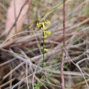 Stackhousia viminea at QPRC LGA - 20 Nov 2023