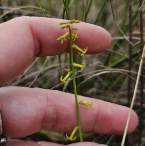 Stackhousia viminea at QPRC LGA - 20 Nov 2023