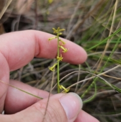 Stackhousia viminea at QPRC LGA - 20 Nov 2023