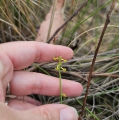 Stackhousia viminea at QPRC LGA - 20 Nov 2023