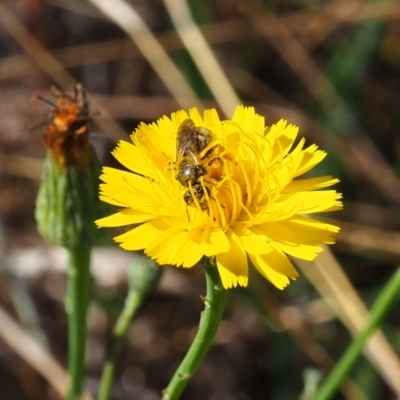 Lasioglossum (Chilalictus) sp. (genus & subgenus) (Halictid bee) at Griffith, ACT - 18 Nov 2023 by JodieR