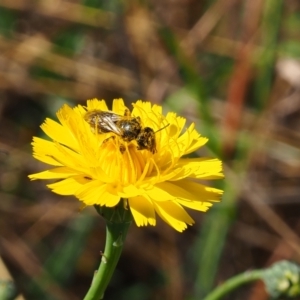 Lasioglossum (Chilalictus) sp. (genus & subgenus) at Undefined Area - 19 Nov 2023 09:53 AM