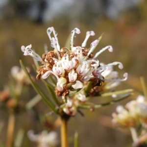 Grevillea patulifolia at Morton National Park - 16 Aug 2023