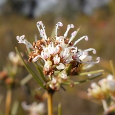 Grevillea patulifolia at Morton National Park - 16 Aug 2023 by RobG1