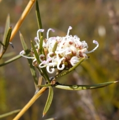 Grevillea patulifolia at Morton National Park - 16 Aug 2023