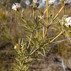 Grevillea patulifolia at Morton National Park - 16 Aug 2023