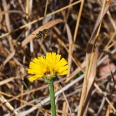 Lipotriches (Austronomia) australica at Griffith, ACT - 18 Nov 2023 by JodieR