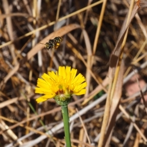 Lipotriches (Austronomia) australica at Griffith Woodland (GRW) - 19 Nov 2023