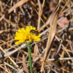 Lipotriches (Austronomia) australica at Griffith Woodland (GRW) - 19 Nov 2023