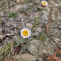 Leucochrysum albicans subsp. tricolor (Hoary Sunray) at Captains Flat, NSW - 19 Nov 2023 by Csteele4