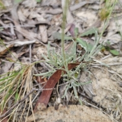 Leucochrysum albicans subsp. tricolor at QPRC LGA - 20 Nov 2023