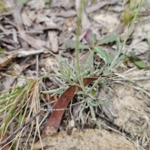 Leucochrysum albicans subsp. tricolor at QPRC LGA - 20 Nov 2023 10:48 AM