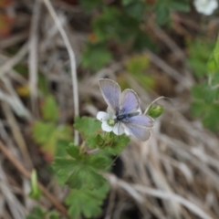 Zizina otis (Common Grass-Blue) at Lyons, ACT - 19 Nov 2023 by ran452