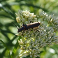 Chauliognathus lugubris (Plague Soldier Beetle) at Griffith Woodland (GRW) - 18 Nov 2023 by JodieR