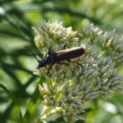 Chauliognathus lugubris (Plague Soldier Beetle) at Griffith Woodland - 18 Nov 2023 by JodieR