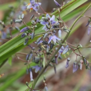 Lasioglossum (Chilalictus) sp. (genus & subgenus) at Lyons, ACT - 19 Nov 2023