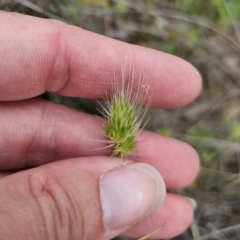 Cynosurus echinatus (Rough Dog's Tail Grass) at Captains Flat, NSW - 19 Nov 2023 by Csteele4