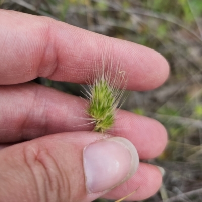 Cynosurus echinatus (Rough Dog's Tail Grass) at Captains Flat, NSW - 19 Nov 2023 by Csteele4