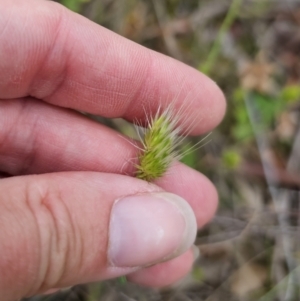 Cynosurus echinatus at QPRC LGA - 20 Nov 2023 10:49 AM