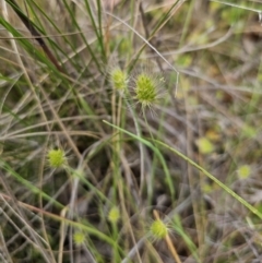 Cynosurus echinatus at QPRC LGA - 20 Nov 2023 10:49 AM