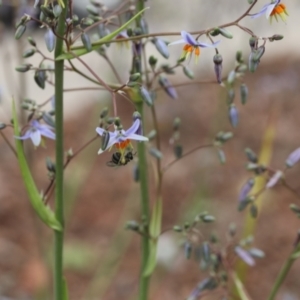 Lasioglossum (Chilalictus) sp. (genus & subgenus) at Lyons, ACT - 19 Nov 2023 10:06 PM