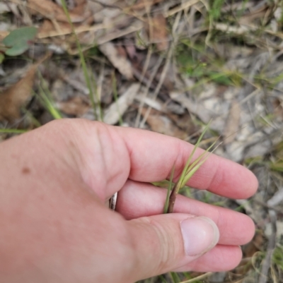 Themeda triandra (Kangaroo Grass) at Captains Flat, NSW - 19 Nov 2023 by Csteele4