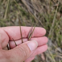 Themeda triandra at QPRC LGA - 20 Nov 2023