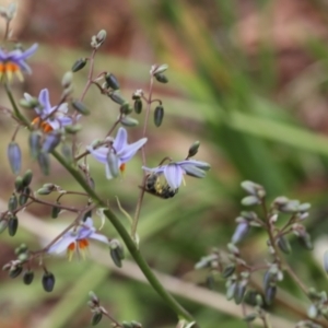 Lasioglossum (Chilalictus) sp. (genus & subgenus) at Lyons, ACT - 19 Nov 2023 10:12 PM