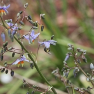 Lasioglossum (Chilalictus) sp. (genus & subgenus) at Lyons, ACT - 19 Nov 2023 10:12 PM