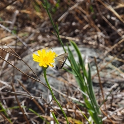 Zizina otis (Common Grass-Blue) at Griffith Woodland - 18 Nov 2023 by JodieR