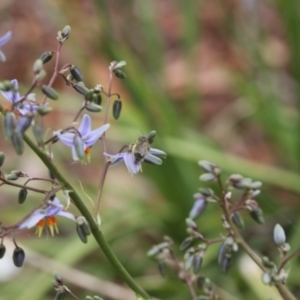 Lasioglossum (Chilalictus) sp. (genus & subgenus) at Lyons, ACT - 19 Nov 2023