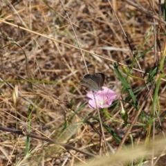 Zizina otis (Common Grass-Blue) at Griffith Woodland (GRW) - 19 Nov 2023 by JodieR