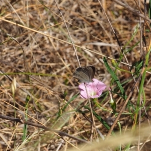 Zizina otis at Griffith Woodland (GRW) - 19 Nov 2023